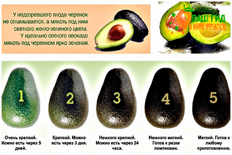 как созревает авокадо